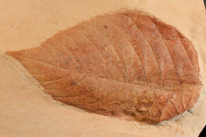 Red Fossil Hazelnut Leaf (Corylus) - Montana #165061